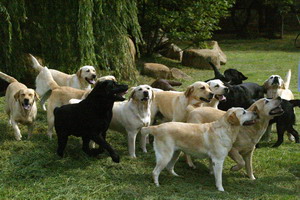 Adamasdor Labradors